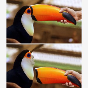 Toucan Broken Bird Beak